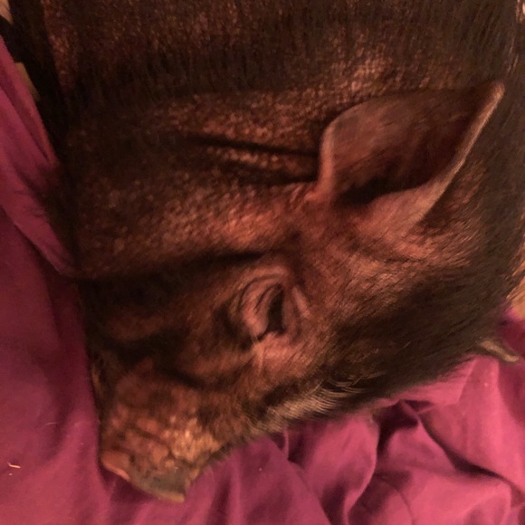 pig_lover084